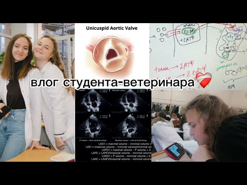 Видео: влог студента-ветеринара #12