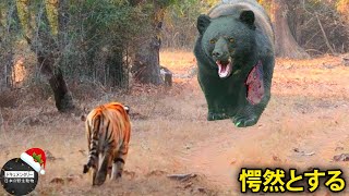 15 愚かな瞬間 トラが巨大クマを襲ったその後何が起こった? | 野生動物