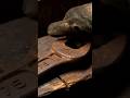 Extreme Rust Restoration: Turning a 75mm Rusty Giant into a Mirror! 🛠️#Restoration #Satisfying #asmr