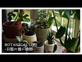 日陰でも育てやすい…観葉植物9種を紹介|シンゴニウムの植え替え