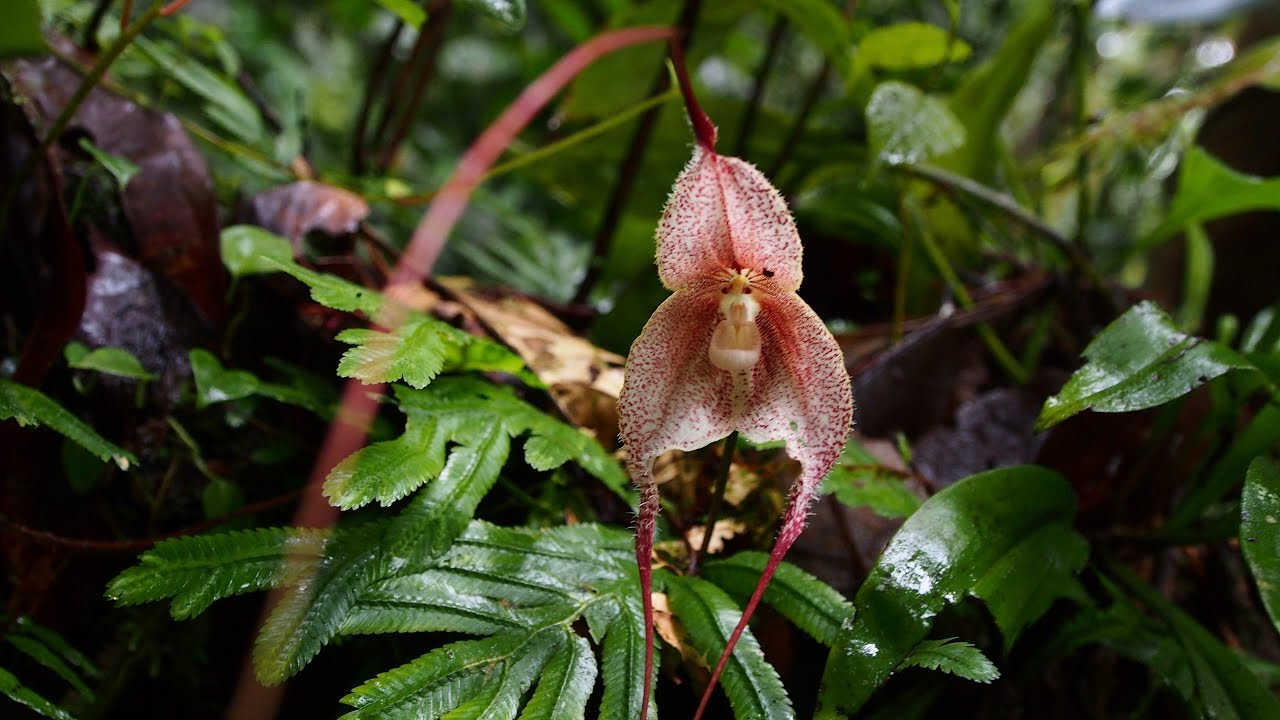 Nebelwald in Ecuador - Los Cedros, Ein Backpackerparadies - by XIPIfilms