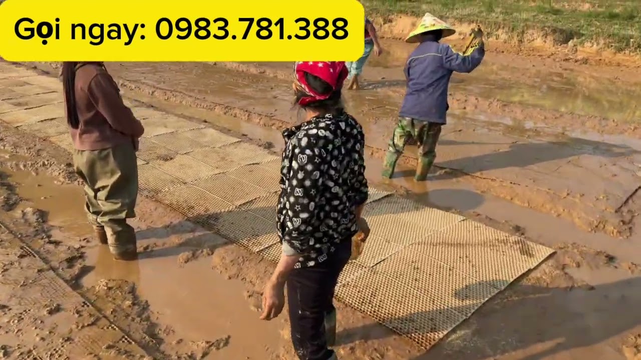 Cách gieo mạ khay đơn giản ai cũng làm được, cấy lại càng nhanh, năng xuất