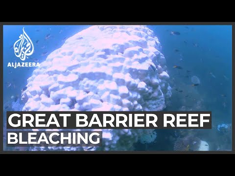 Video: 44 Adegan Surealis Dari Great Barrier Reef Australia - Matador Network
