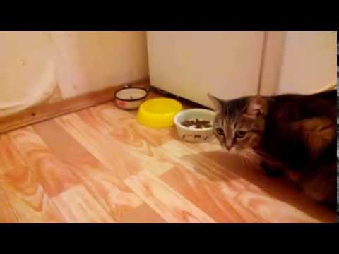 Кошке дали новый корм (супер премиум класса) Кошке дали новый корм (супер премиум класса)