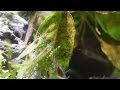 【チャーム】 ミナミヌマエビのコケ取り映像 Neocaridina denticulata