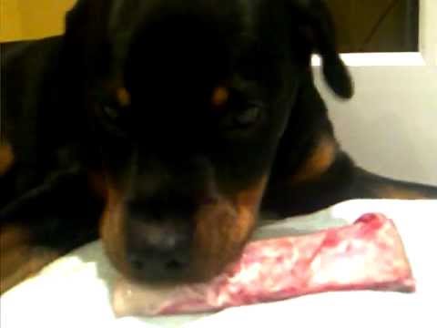 Dog Eating Raw Beef Ribs - YouTube
