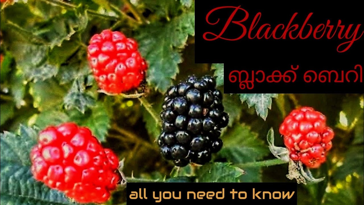 Blackberry Cultivation in Kerala How to Propagate Blackberry How To