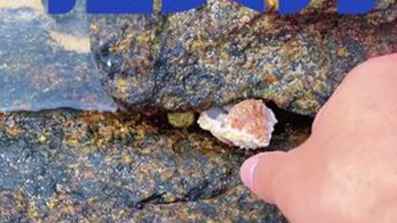 #捡贝壳 #赶海 #大海 #日常分享 #大自然的馈赠