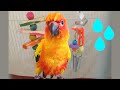 My Sun Conure After Taking Bath - Laughing and Playing