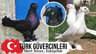 картинка: ORIGINAL ⭐️🥇 Голуби Турции г. Эскишехир | Amazing pigeons of Turkey | Orijinal güvercinler