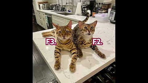 Video 9987661: f3 savannah cat, f2 savannah cat, cat savannahcat