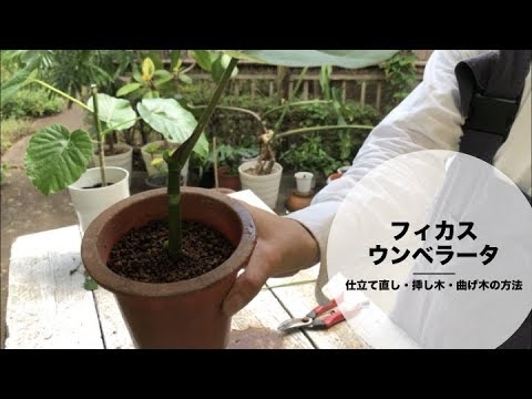 フィカスウンベラータの仕立て直し 挿し木 曲げ木の方法まとめ Elbaz Farm