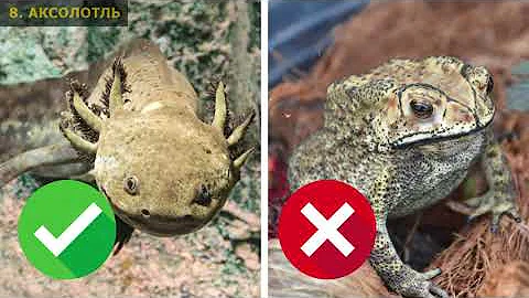 10 Экзотических Животных, Которых Можно Завести Дома
