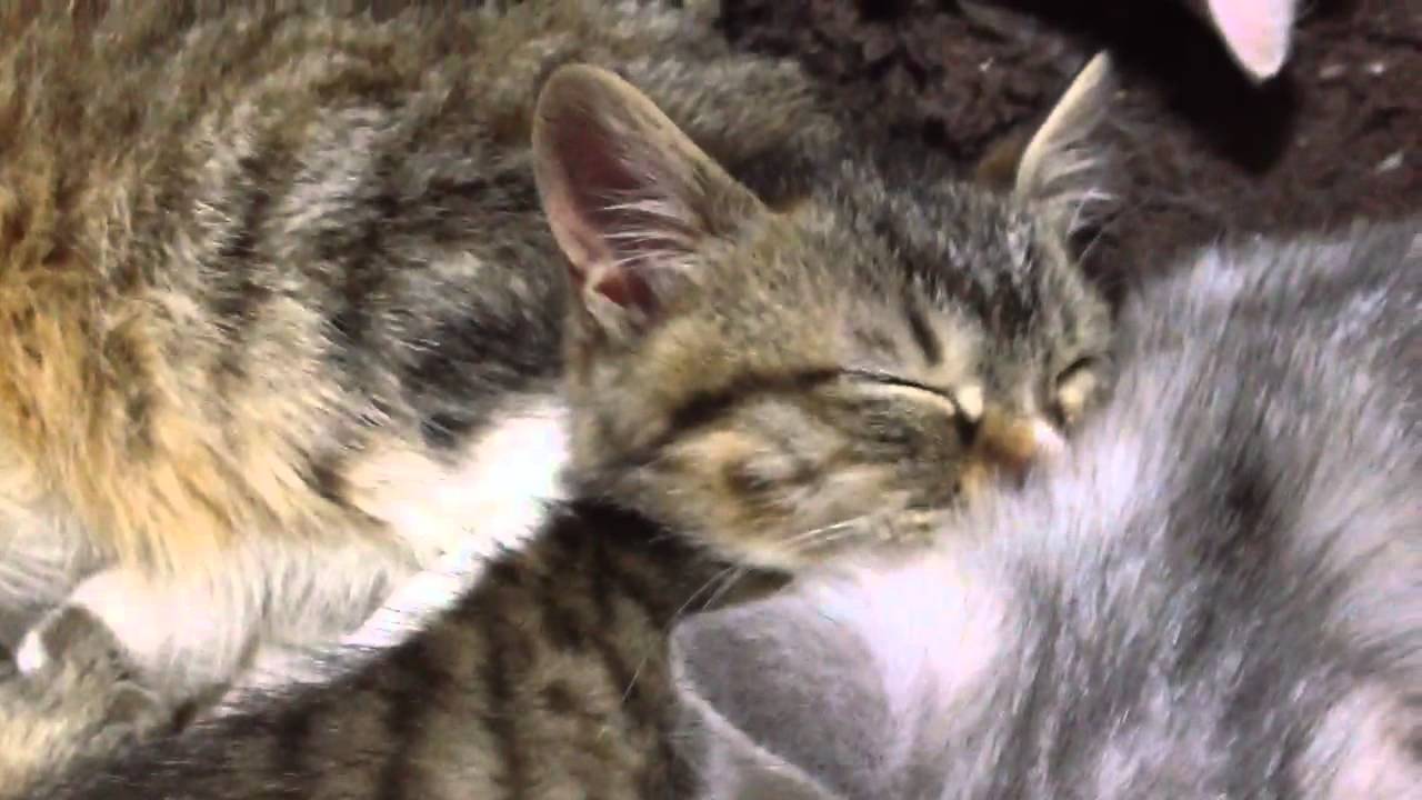 猫 かわいい イラスト 仲良く眠る猫の親子 Mother and kitten sleeping