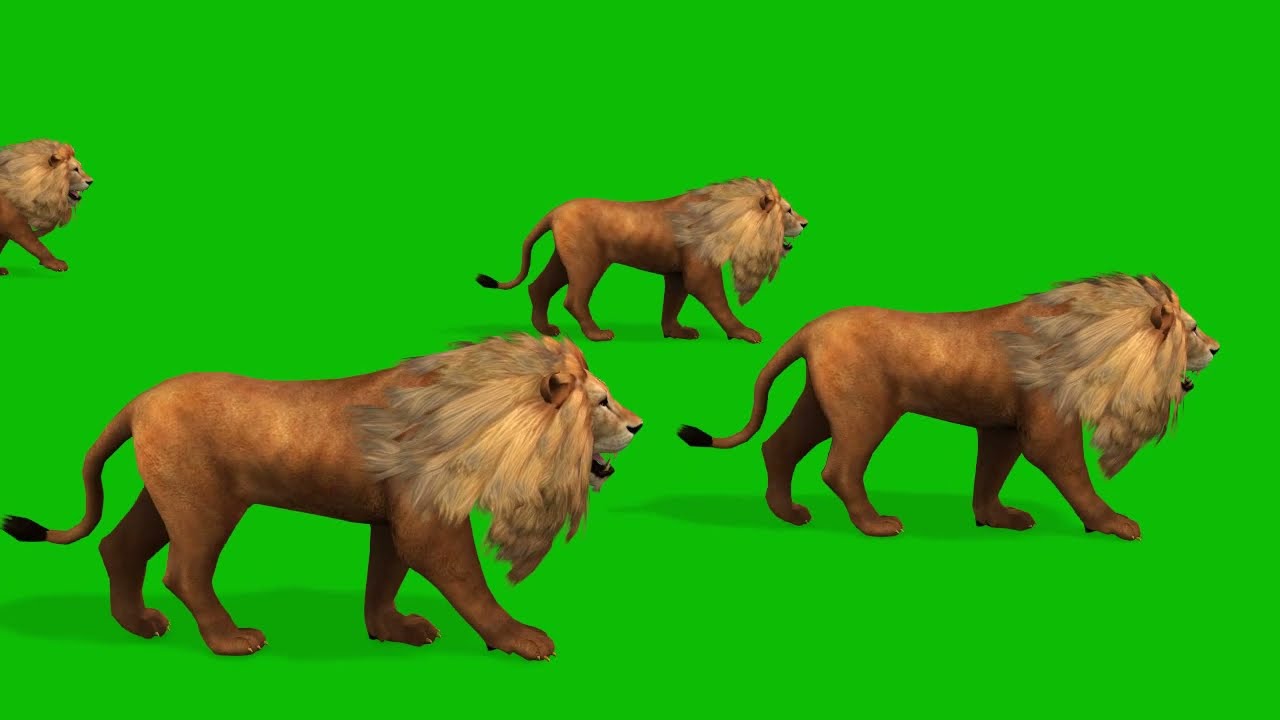 5 Lions Walking Running from Left to Right | Green Screen Wild Animal 3D Animation HD