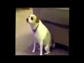 Descargar Perros Bailando Mueve el toto - Karolista y Zombieslista Karolista y Zombieslista Descargar Perros Bailando Mueve el toto - Karolista y Zombieslista Karolista y Zombieslista