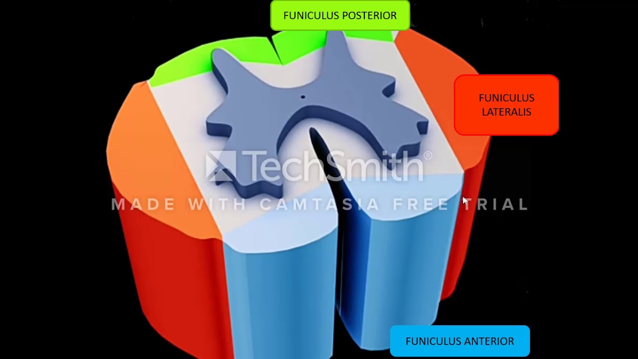 Građa i funkcije kičmene moždine  Spinalni nervi