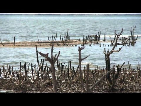 Video: Wie wirkt sich die Ölpest auf das Leben im Meer aus?