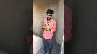 When you have a parrot 🦜😭#parrot #parrotlove #Talking Parrots #parrotlife #funnyvideos #fyp #yt