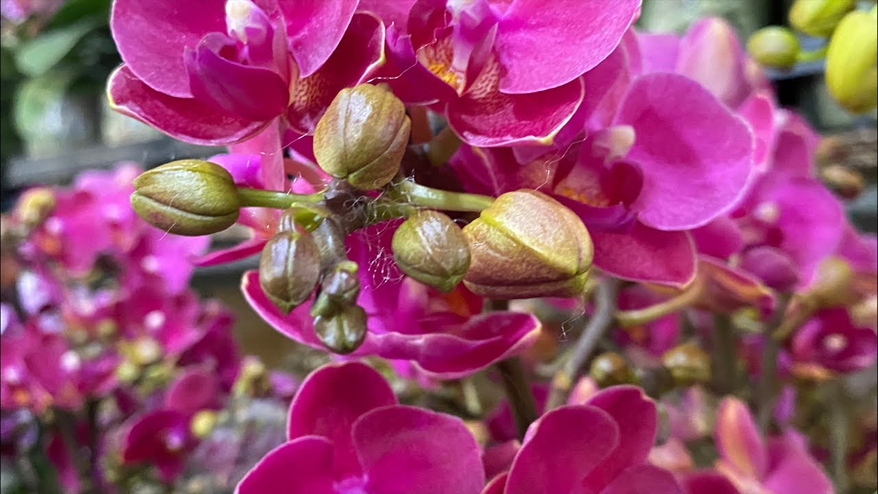 DENDRO, HỒ ĐIỆP, VŨ NỮ GIÁ RẺ,....😍☎️0903177978