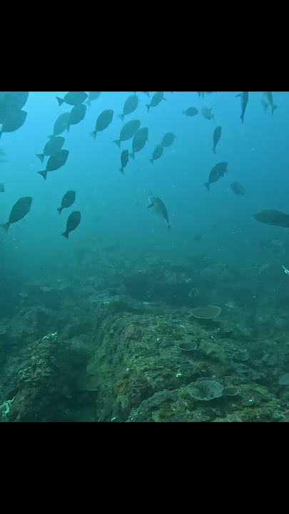 Don't be greedy! Spearfishing an 'average' Mangrove Jack