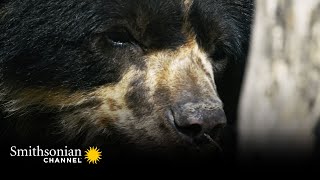 A Spectacled Bears Sense Of Smell Puts A Bloodhound To Shame Smithsonian Channel