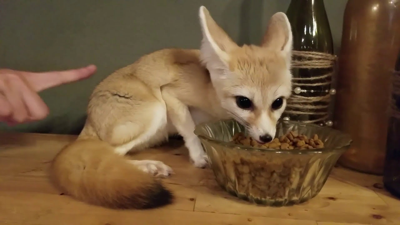 skydive chicago Hanging out w/ Lucy the Fennec Fox