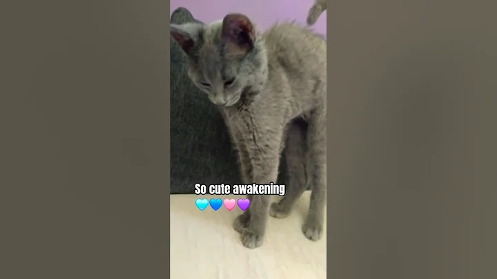 Video 10117631: british shorthair cat kitten, british shorthair female kitten, cute british shorthair kitten, funny british shorthair kittens, british shorthair cat animals, cat old