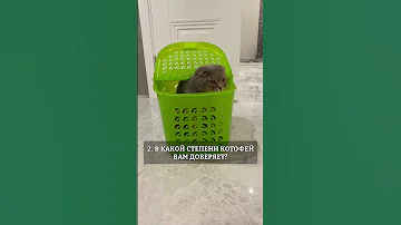 Тест на интеллект для кота