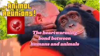 Animal Reunions | Animals reunite with there human | Heartwarming bond