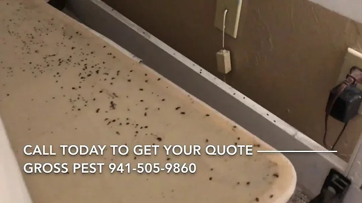 Bedbug Heat Treatment