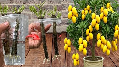 SUPER TECHNIQUE for using aloe vera to propagate mango trees extremely quickly and effectively