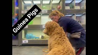 07  Bodie meets new people and new animals with trainer Shelly Bayless @ik9trainers551