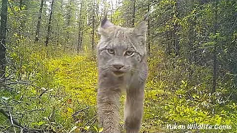 Four months in the Yukon wilds: Wolverine family, moose, lynx, wolves, grizzlies, black bears