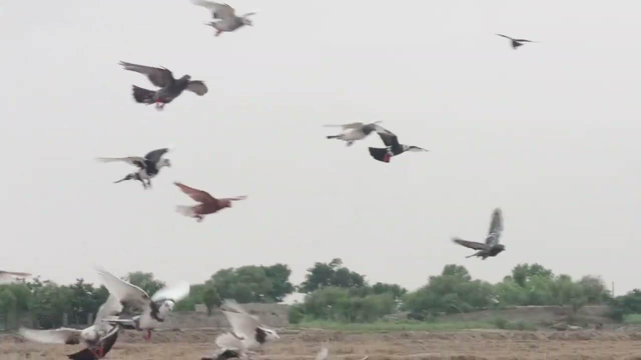 dhmky dar mukabl kbotr bazi ka