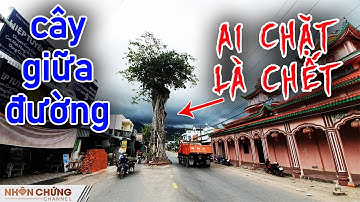 Lạ kỳ cây Cổ Thụ hơn 300 tuổi mọc chính giữa đường lớn ai chặt cây đều bỏ mạng | Tâm Linh Có Thật?