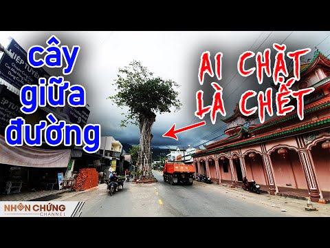 Video Lạ kỳ cây Cổ Thụ hơn 300 tuổi mọc chính giữa đường lớn... - youtube