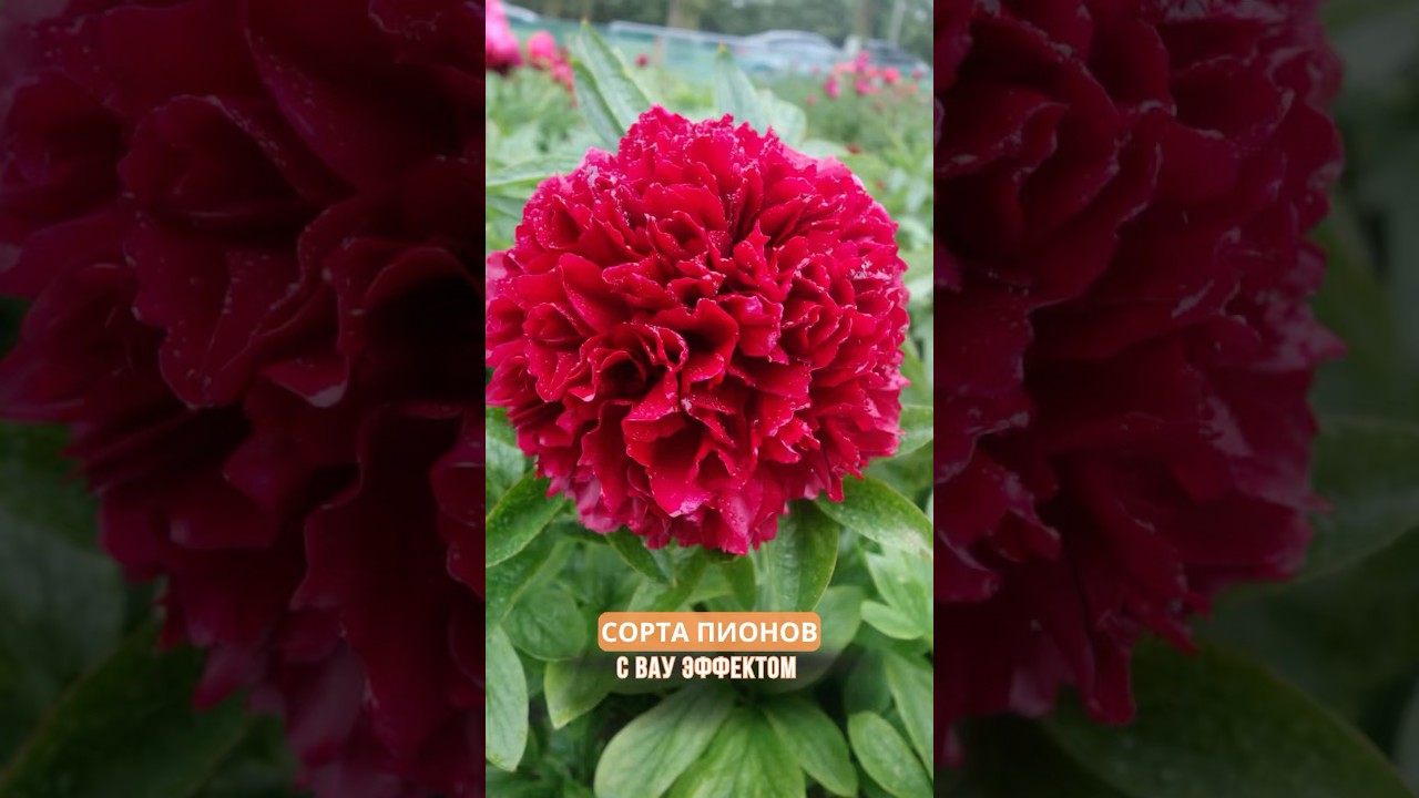 Сорта пионов с вау эффектом #садоводство #пионы