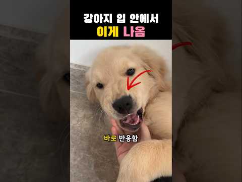 강아지 입에서 이거 계속 나오는 이유... thumbnail