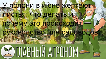 У яблони в июне желтеют листья: что делать и почему это происходит — руководство для садоводов