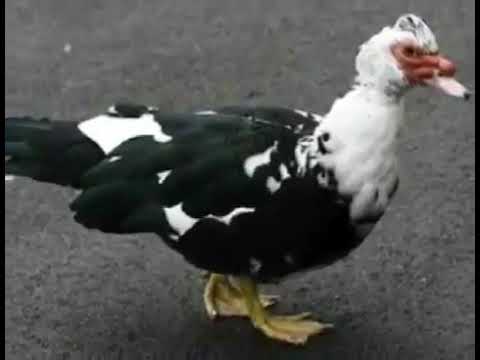 دكر بط تائه يا ولاد الحلال