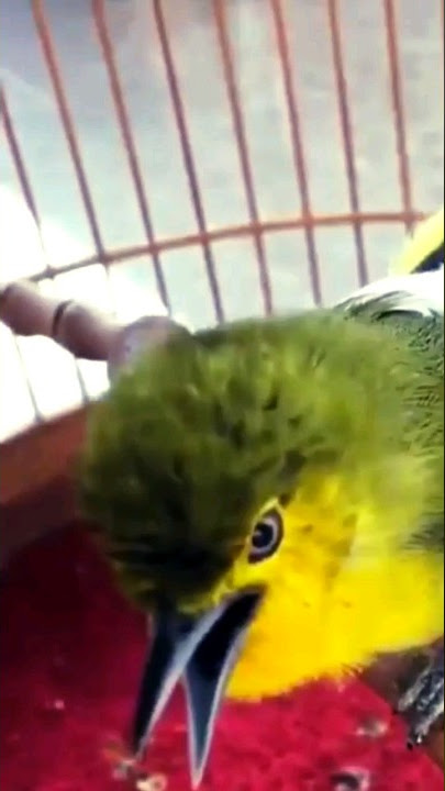Jeritan burung sirtu | cipoh cari lawan #burungsirtu