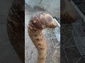 Dried Snake Fossil Stick Fossils Shorts 7 Tarike Khabar Aaj Ki Khabar Dried Snake Fossil Stick Fossils Shorts 7 Tarike Khabar Aaj Ki Khabar