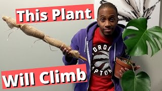 Why your Monstera needs a pole
One of the most common houseplant questions I get is why does a Monstera need a moss pole? If you want your plant to grow larger and have more fenestrations your plant will need something to climb. Fortunately moss poles are not the be all end all to your indoor vining plant needs. As long as your plant has something to climb, like a wooden plank, a bamboo pole, or some kind of stake this will do the trick.
#communityquestions
▬▬▬▬▬▬▬▬▬▬▬▬▬▬▬▬▬▬▬▬▬▬▬▬▬▬
I keep my plants healthy by watering and fertilizing consistently
►Download these FREE plant care trackers
►https://ktplantcare.com/free-daily-plant-care-tracker/
▬▬▬▬▬▬▬▬▬▬▬▬▬▬▬▬▬▬▬▬▬▬▬▬▬▬
🌴🌴🌴🌴
USA Affiliate links
*Products I Recommend:
Thank you for continuing to support this channel. These are affiliate links.
By purchasing products through these links I will receive a small commission at no extra cost to you.
Amazon USA
Extendable moss (coco coir) pole: https://amzn.to/3ooH54d
Plastic wire roll to hold sphagnum moss: https://amzn.to/3xUrj4m
3 Bamboo stakes: https://amzn.to/3y4MlNW
contact me on instagram
https://www.instagram.com/kill_this_plant/ Why your Monstera needs a pole