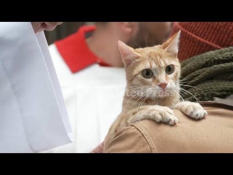 Pets in Madrid receive blessings marking Feast of Saint Anthony