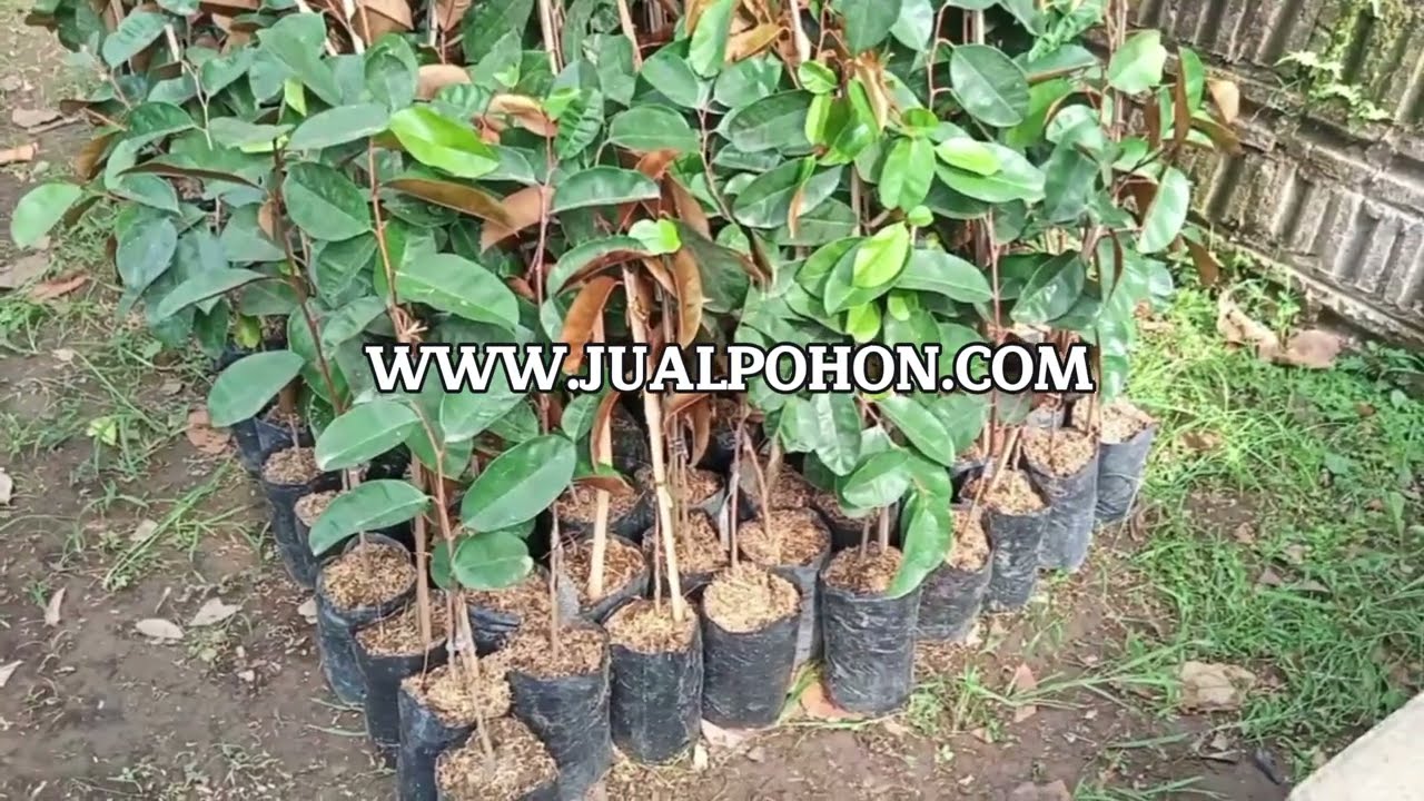 Jaminan Bibit Sawo Kenitu Hijau Berkualitas, Segera Order!