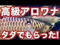 【藍底過背金龍】高級アロワナをタダで貰った!【古代魚】