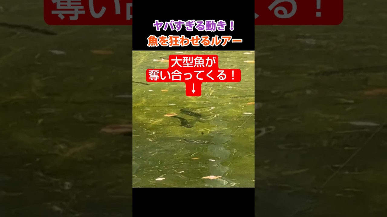 大型魚を狂わせるこのルアーがヤバすぎる！#エリアトラウト #fishing #管理釣り場 #釣り