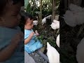KETIKA BAYI BERMAIN DENGAN AYAM, APA YANG TERJADI ? #bayiimut #ayam #bermain #subscribe #viralshorts