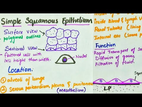 Simple Squamous Epithelium | Location | Function